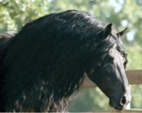 Thunder Horse Stables - Hollansburg, Ohio